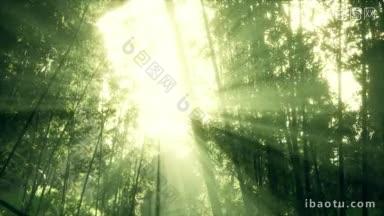 竹林被阳光沐浴视频